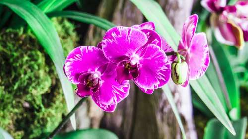 Orchid Purple Blooms Flower Blossom Colorful