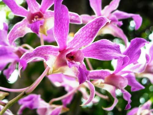 Orchid Flowers Purple