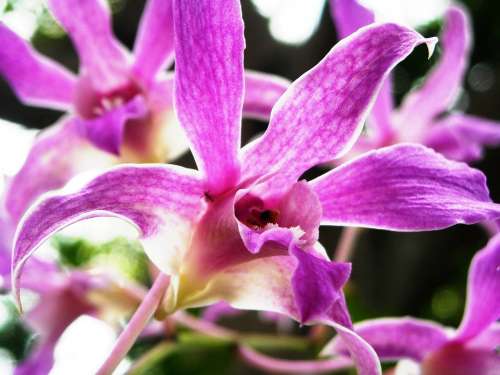 Orchid Flowers Purple