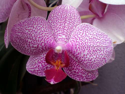 Orchid Phalaenopsis Orchids Pink Tropical