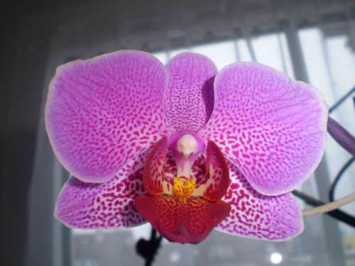 Orchid Flower Roštín Purple Middle Red