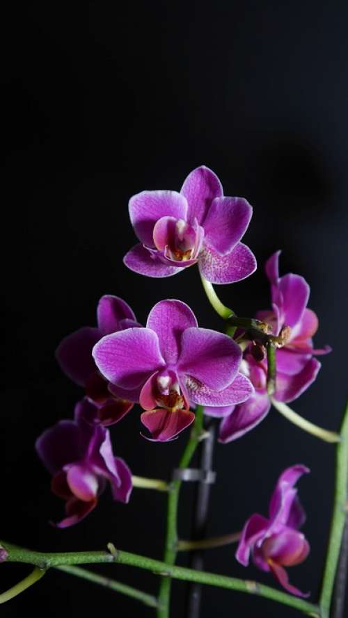 Orchid Purple Flower Blossom Bloom Light Purple