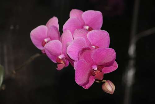 Orchid Blossom Bloom Flower Purple Plant Pink