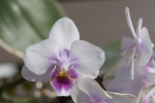 Orchid Blossom Bloom White Bloom Flower