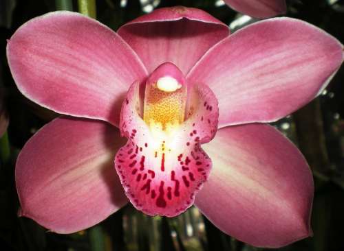 Orchid Flower Nature