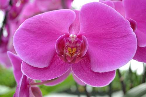 Orchid Pink Flower