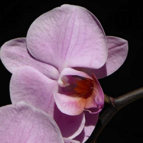 Orchid Blossom Bloom Flower Purple Plant