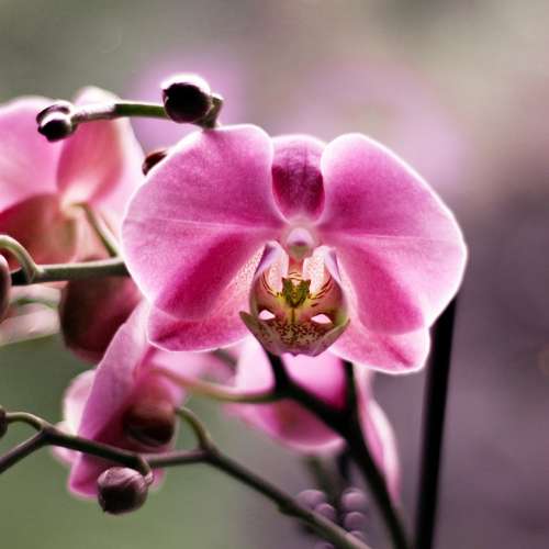 Orchid Flower Beauty Flowers Plant Green Colored