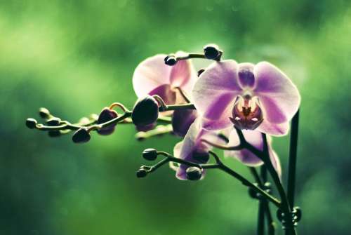 Orchid Flower Colored Green Plant Flowers Beauty