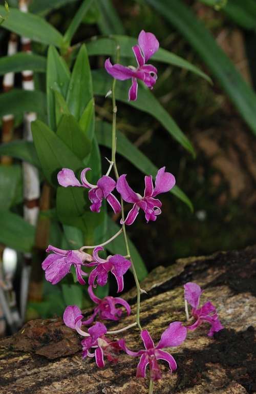 Orchid Purple Leaves Flower Flora Velvety