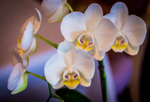 Orchid White Flower Tropical Botanical Yellow