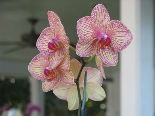 Orchid Flower Floral Plant Beautiful