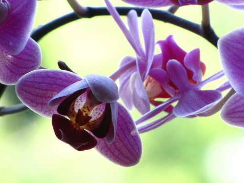 Orchid Blossom Bloom Violet Purple Flowers