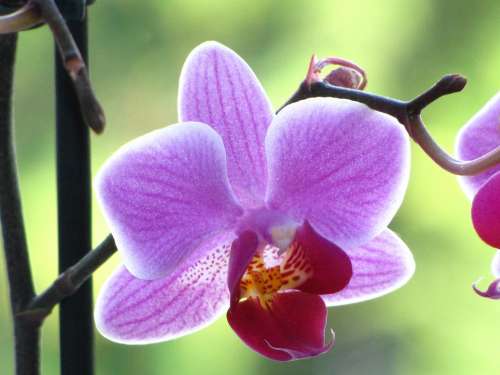 Orchid Close Up Flower Blossom Bloom Violet Plant