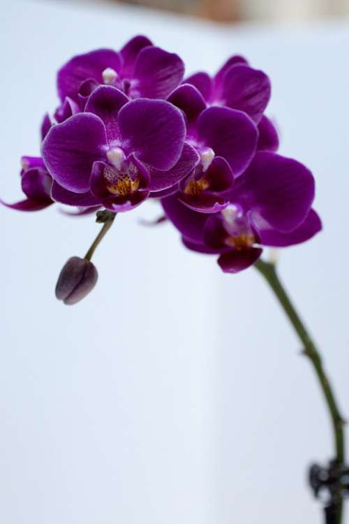 Orchid Flower Violet Colorful Flowers Flora Petals