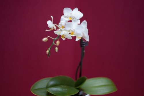 Orchid Flower White Colorful Flowers Flora Petals