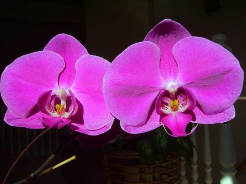 Orchid Phalaenopsis Love Friendship Fall In Love