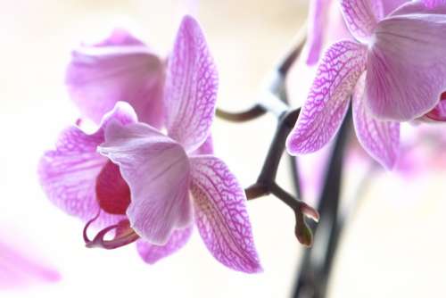 Orchid Lilac Purple Flower Macro Nature Floral