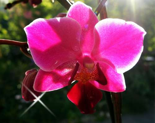 Orchid Ornamental Plant Blossom Bloom Flora Purple