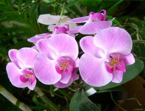 Orchid Flower Plant Nature Beautiful Floral Pink