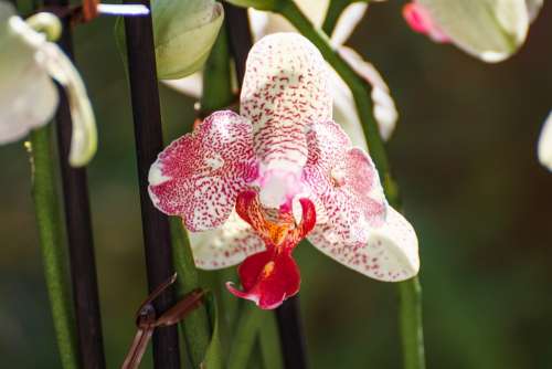 Orchid Leaf Blossom Bloom Beautiful Color