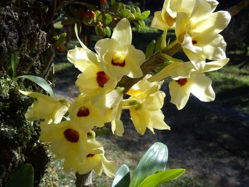 Orchid Flower Yellow Flowers Garden Orquidea