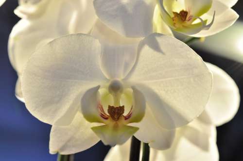 Orchid White Flower Blossom Bloom