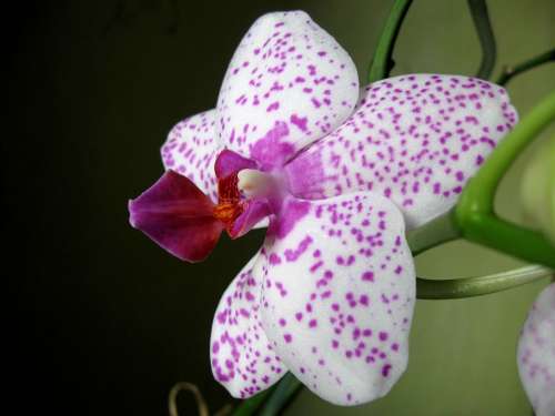 Orchid Closeup Oriental Flower Blooming