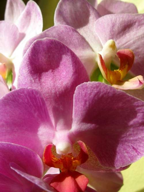 Orchid Pink Closeup Flowering Boost
