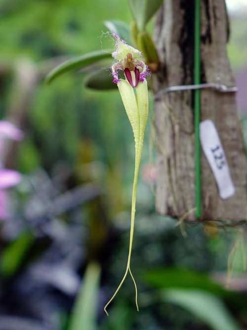 Orchid Flower Floral Bloom Branch Closeup Green