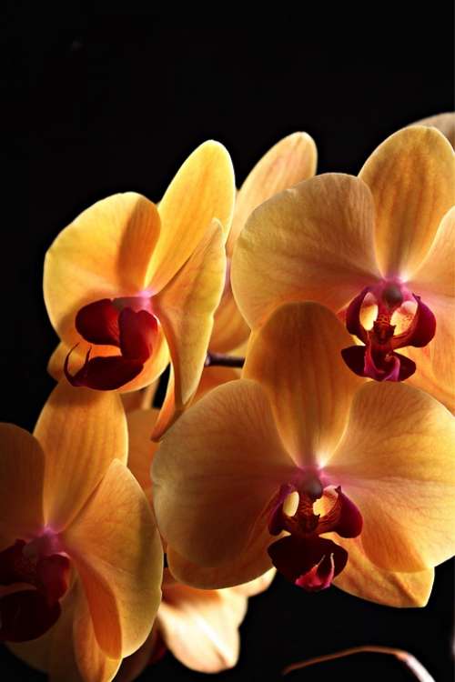 Orchid Flowers Plant Close Up Flora Inflorescence