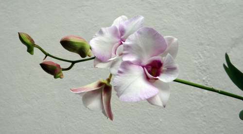 Orchid Flower Pink Rock Orchid White Pink