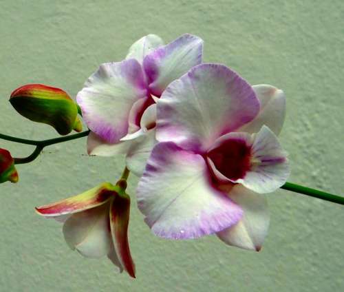 Orchid Flower Pink Rock Orchid White Pink