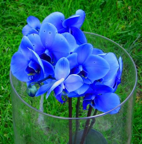 Orchid Flowers Flower Colorful Plant Vase Blue