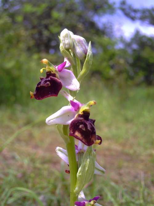 Orchid Bee Orchid Thuringia Germany Flower Wild