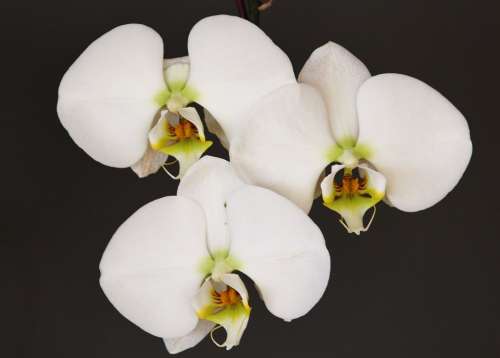 Orchid White Flower Blossom Bloom Plant Close Up