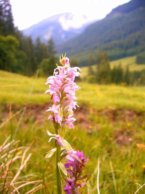 Orchid Alpine Hike Nature Mountain Hiking Flora