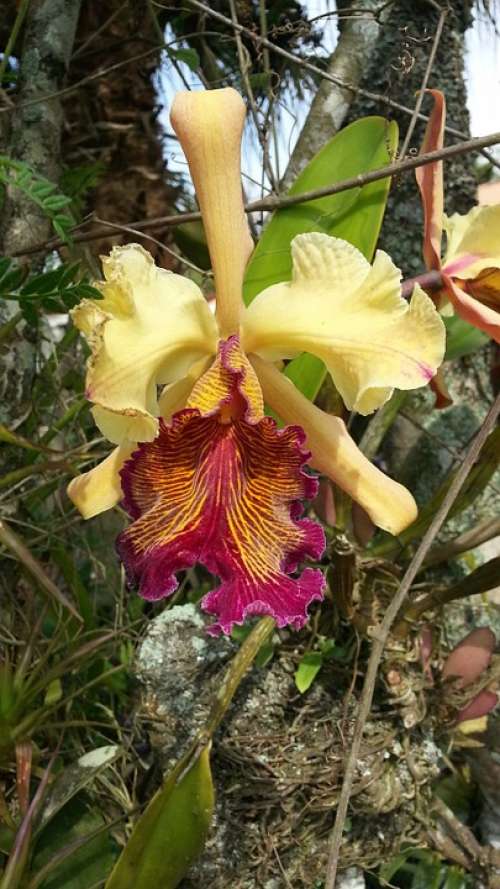 Orchid Catleya Dowiana Catleya Guaria