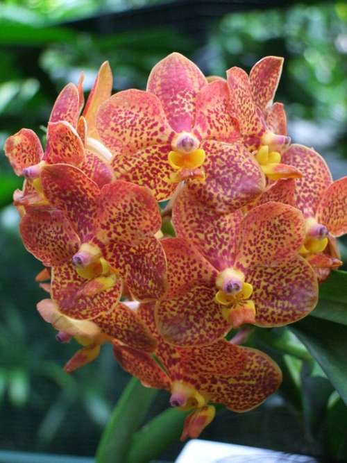 Orchid Orange Flowers Flower Plant