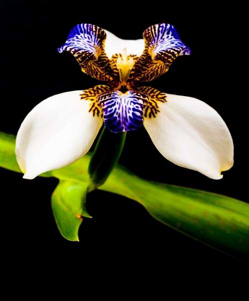Orchid Flower Plant Nature