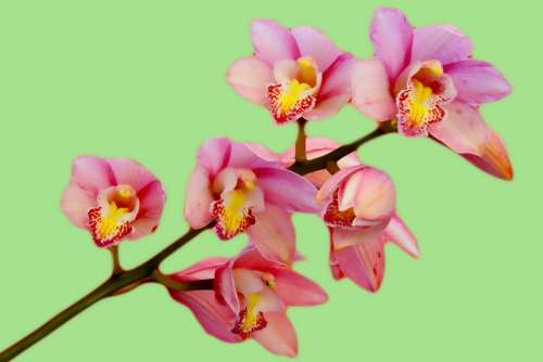Orchid Flower Pink Nature Bloom Green