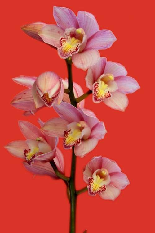 Orchid Flowers Plant Pink Bloom Red