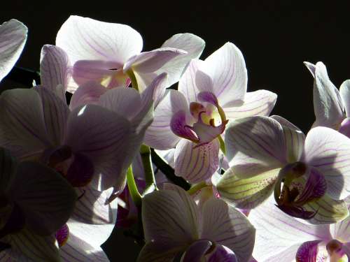 Orchid Butterfly Orchid Phalaenopsis Pink Flower