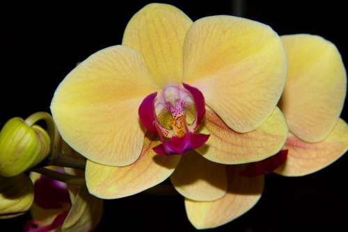 Orchidea Yellow Flower Flowers Beauty Plant Macro