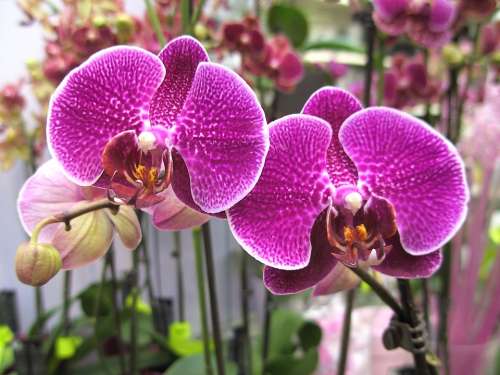 Orchids Purple Blossom Bloom Flower Colorful