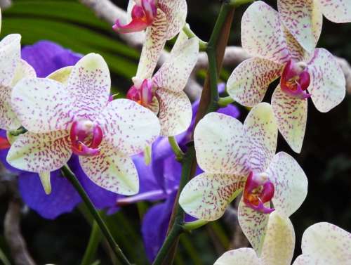 Orchids Flowers Colorful Color White Retired Pink