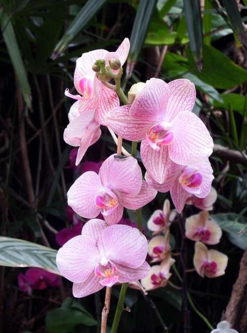 Orchids Flowers Colorful Color Violet