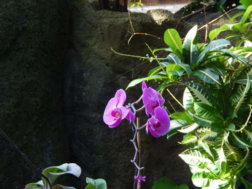 Orchids Flowers Purple Orchid Garden Peace Petal