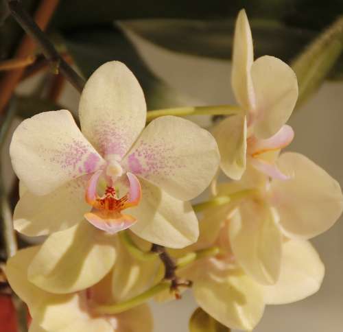 Orchids White Flower Blossom Bloom Flora Nature