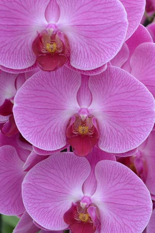 Orchids Flower Pink Plant